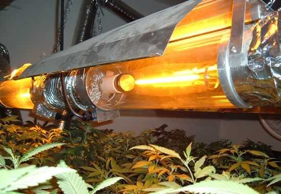 лампа для выращивания марихуаны цена